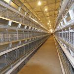 Automatic Chicken Farm Equipment , 380V U Shape Steel Hi Tech Chicken Cage