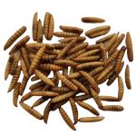 Quality Protein with Cool Storage Black Soldier Fly Protein Powder