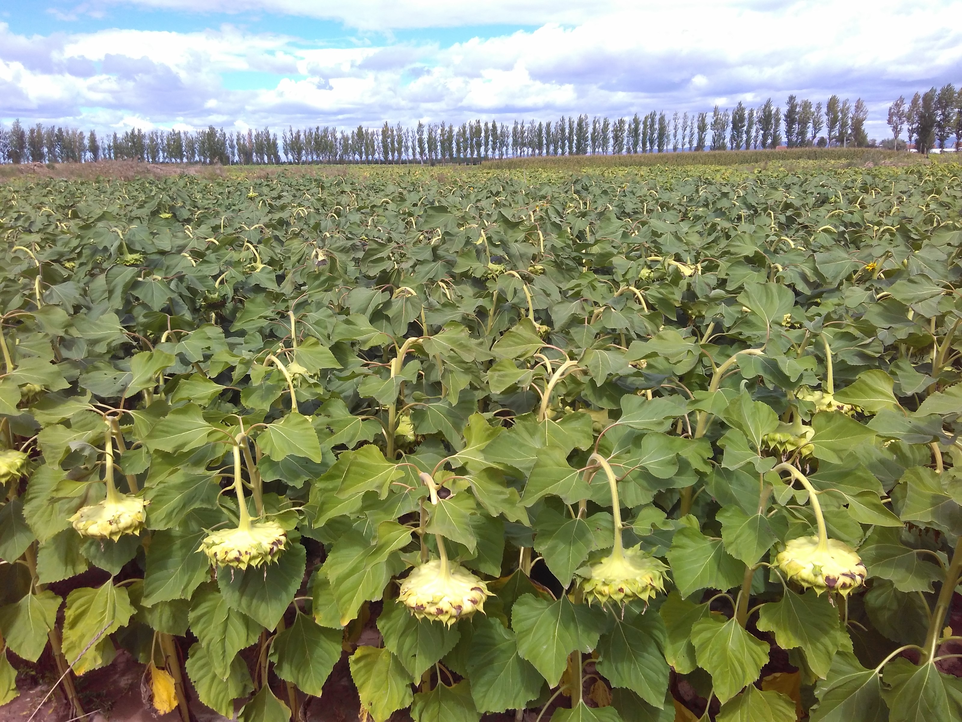 Factory Bulk wholesale Sunflower Seeds Kernel/Sunflower Seeds Best seller on Amazon