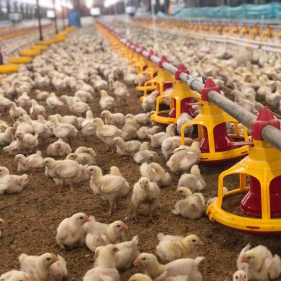 Automatic Duck Steel 12mm Poultry Farm House