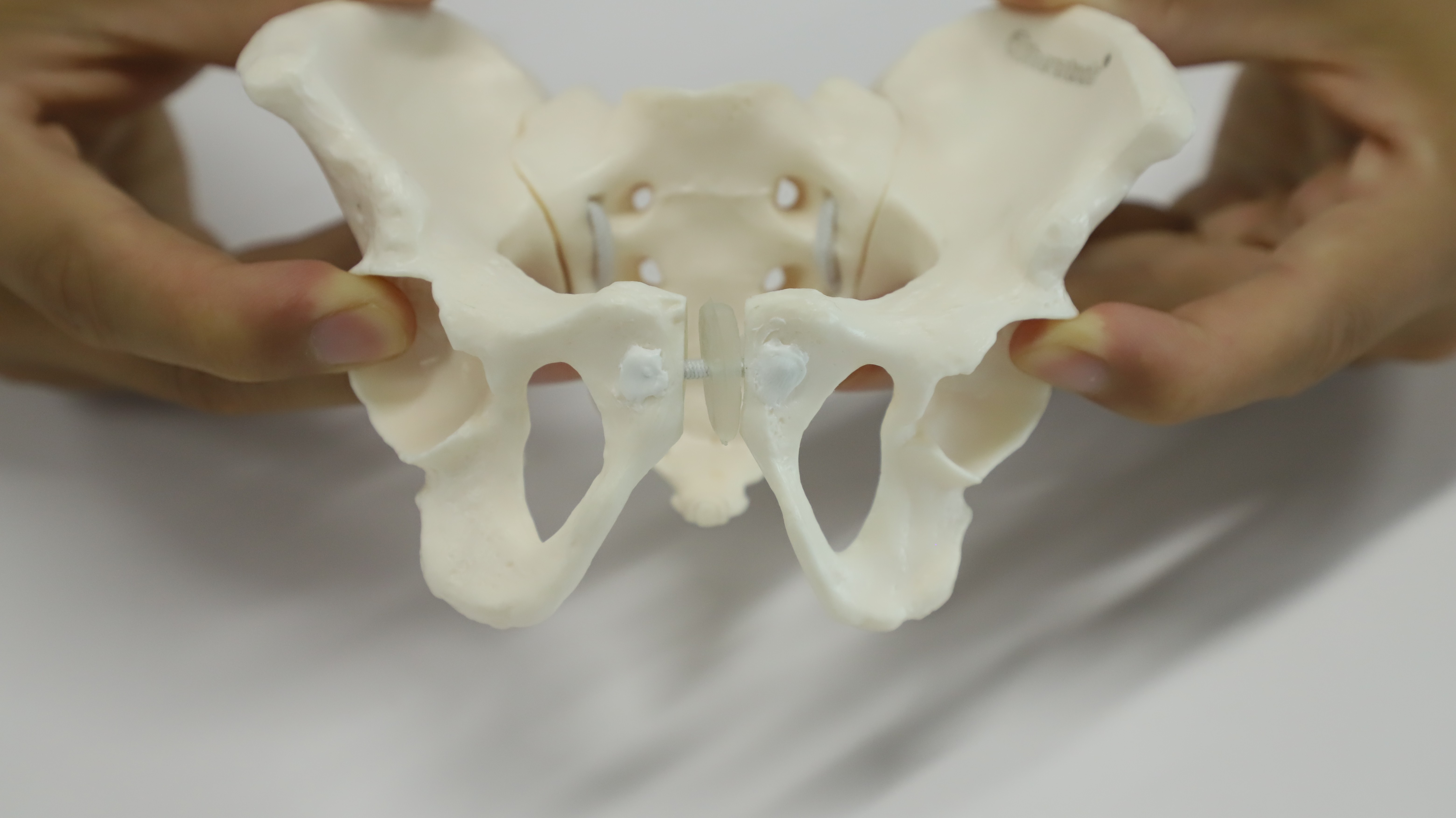 Eco-friendly PVC Hand made Medical Education Artistic Creation Design Ergonomics Physical Education Mini Female Pelvic Mode