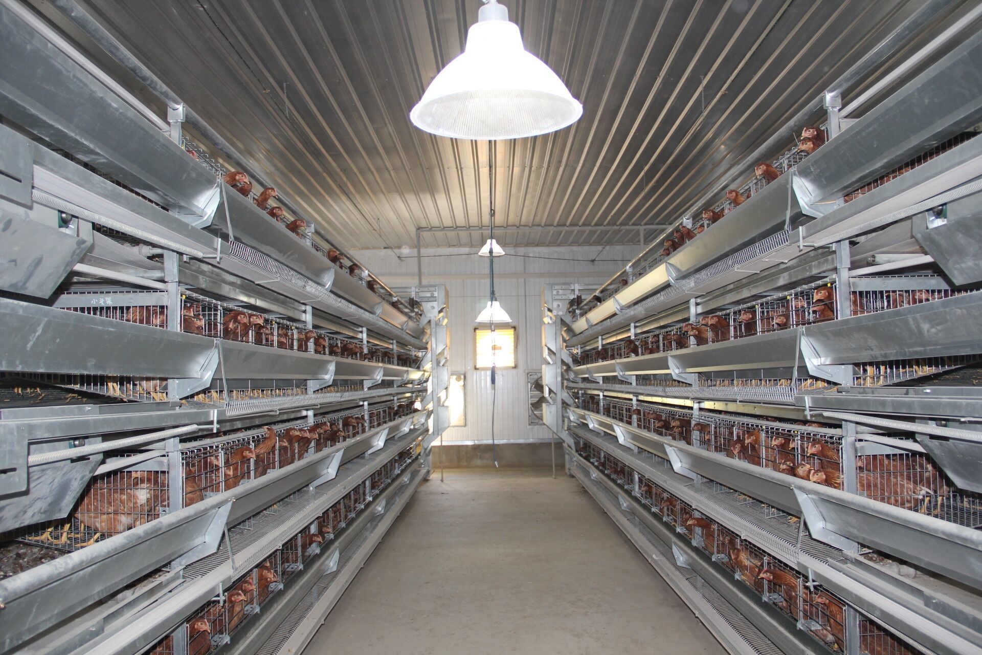 Galvanized Sheet Livestock Farm House Steel Structure Breeder Chicken Houses