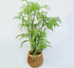 China Lifelike Green Artificial Tropical Plant For Office Table Decor Boston Fern wholesale