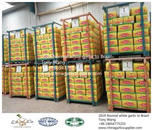 China Garlic to Brazil wholesale
