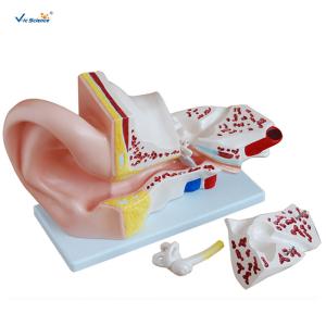 China 4 Pieces Anatomical Ear Model Anatomy Of The Ear Model Prepared For Five Times wholesale
