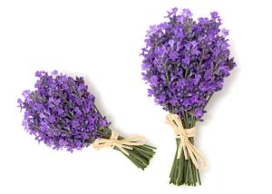 China 50cm 60cm Preserved Fresh Flower Dry Lavender Bunches OEM wholesale