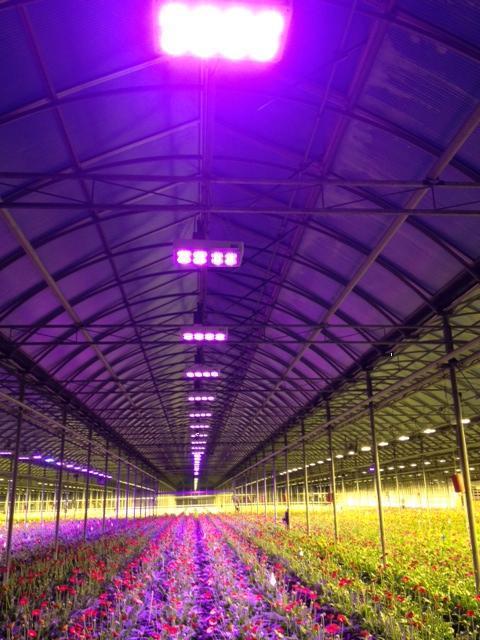 360W led grow light Full Spectrum UV IR Lighting for hydroponics greenhouse Grow Tent LED