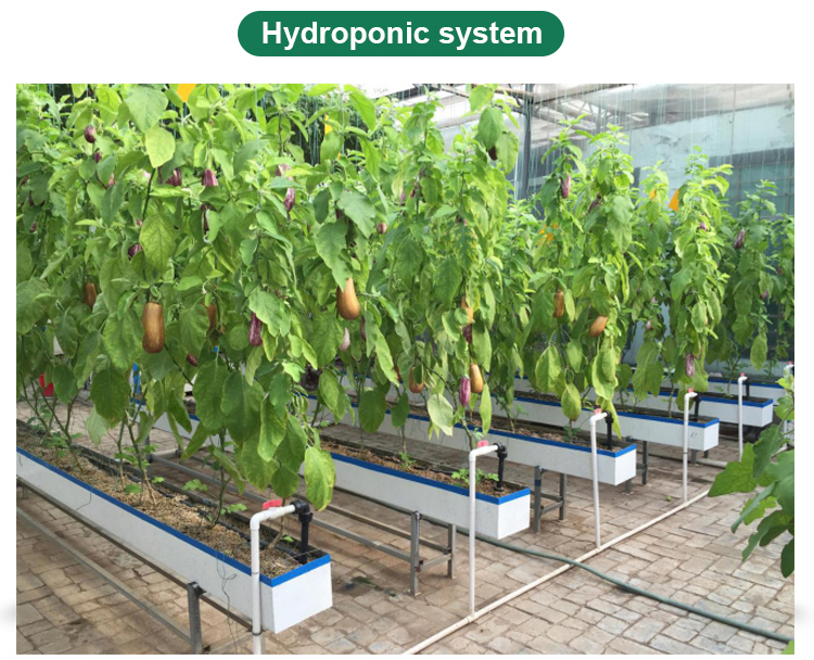 High Yield Hydroponic Greenhouse for Tomatoes Vegetables and Flowers in Any Season