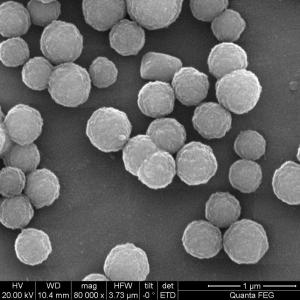 China 2μm Streptavidin Coated Magnetic Beads For Chemiluminescence 100 mL wholesale