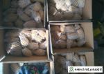 Small Size Fresh Potato 100 G - 200 G Supply To Wholesaler And Supermarket