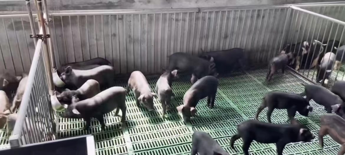 Pure PP Livestock Farm Weaning Cage Plastic Floor Equipment