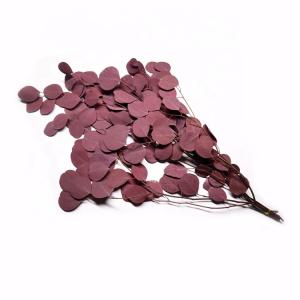 China Soft Real Dried Eucalyptus Leaves Can Last 3-5 Years For Decoration wholesale