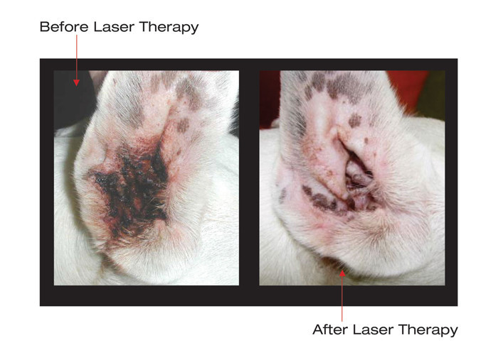 Handheld Veterinary Laser Therapy Machine 915nm Pain Free Laser Treatment
