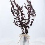 Lovely Preserve Eucalyptus Leaves , Eucalyptus Dried Flowers With Long Life