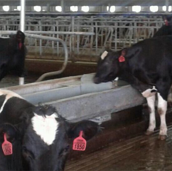 Heated 3m Food Grade SS304 Cow Drinking Water Trough