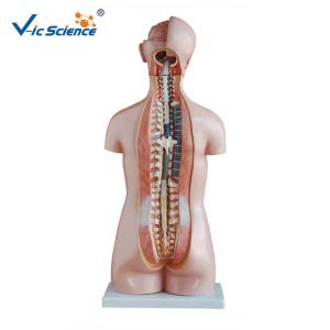 China Professional Human Torso Model 85cm Sexless Torso 20 Parts For Simulation Training wholesale