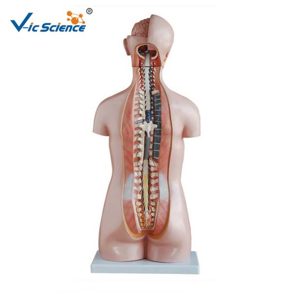 Professional Human Torso Model 85cm Sexless Torso 20 Parts For Simulation