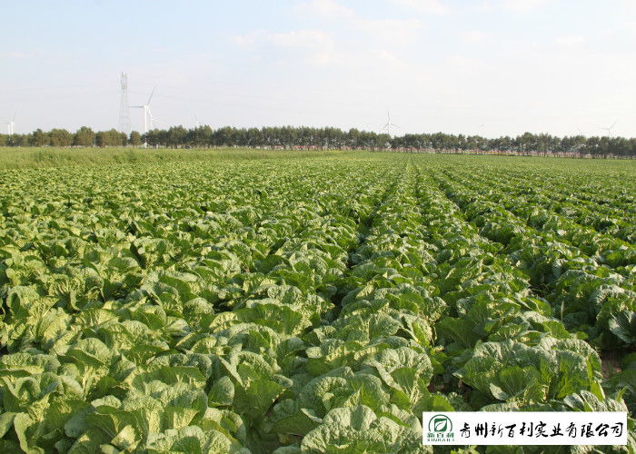 Big Size Fresh Chinese Cabbage Own Plantation Supply To Supermarket