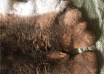 Light Grey Rex Rabbit Fur Neck Warmer , Real Rex Rabbit Pelts Skin For Plate