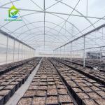 Outdoor Farming Multi-span Agricultural Vegetable Berry Film Poly Tunnel
