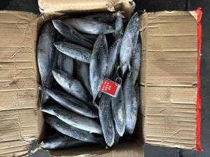 China Sale New Landing 100-300g Frozen Bonito Fish wholesale