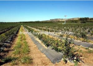 China 100cm Woven Polypropylene Ground Cover For Land Protection UV Treated wholesale