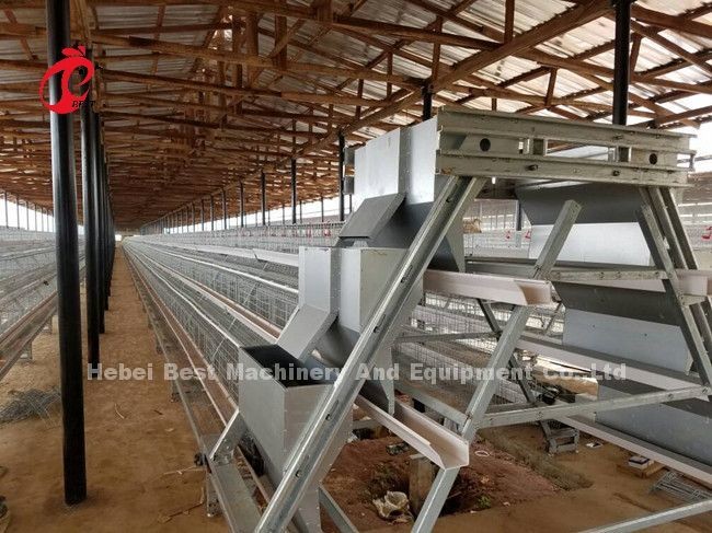 Automated Poultry Layer Cage With Feeder And Adjustable Nipple Drinker System