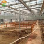 American Tomato Agriculture Polycarbonate Greenhouse Equipped with Hydroponic