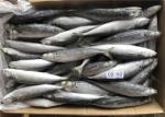Sea Decaptromateus Macrosoma 60g 65g Frozen Fishing Bait