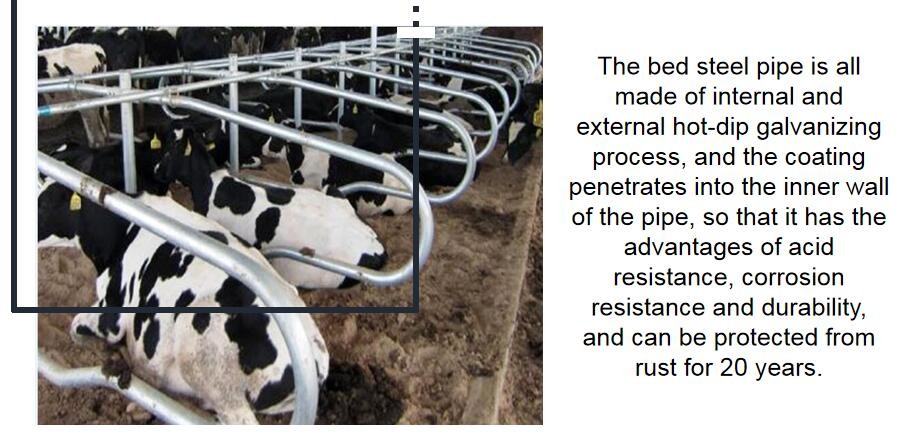 Animal Single Type Free Stall Barn Hot Dip Galvanized Pipe