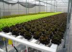 High Density Flat Commercial Nft Hydroponic Systems Nutrient Film Technique