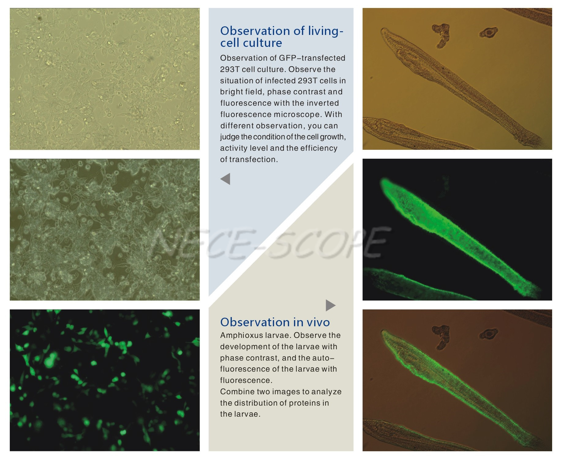 Super Resolution Fluorescence Microscopy LWD RLF 60X Objective For Cell Growing