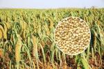 Mini Size Bird Food For Small Birds , White Millet Seed Premium Quality