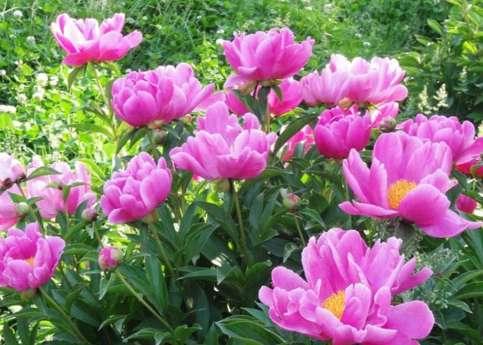 Purgation Medicinal Chinese Herbal Medication Red Peony New Havested Dried