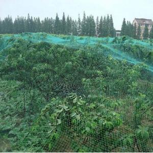 China 100% Virgin Anti Bird Plastic Net for Fruit Cage Netting wholesale