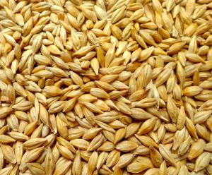 China Barley shelling machine / Barley sheller /Barley huller wholesale