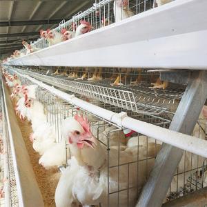 China A Frame Male And Female Seperate Breeder Cage wholesale