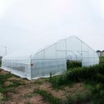 Single Span Growing UV Resistant 12m Tunnel Plastic Greenhouse