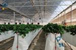 Big Agricultural Modern Garden Greenhouse Plastic Film Multi Span Nursary