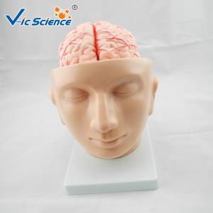 China Commercial Teaching Head Brain Anatomy With Arteries VIC-318 wholesale