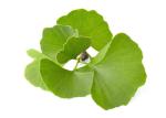 USP Grade Organic Ginkgo Biloba Powder