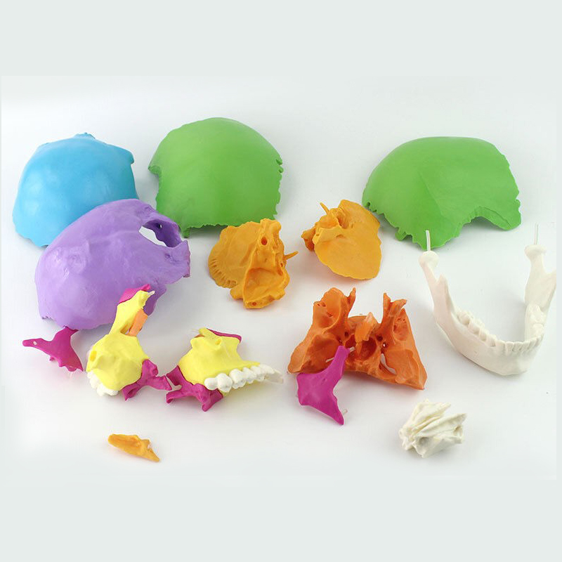 Disarticulated Human cranial 22 Parts cranial Model, Human Exploded cranial Model Adult Bone Color Life-Size