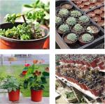 Nursery Flower soft cheap plastic plant flower pots wholesale,fleshy flowerpots