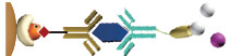 2.8μm Streptavidin Magnetic Beads For Chemiluminescence Cell Sorting
